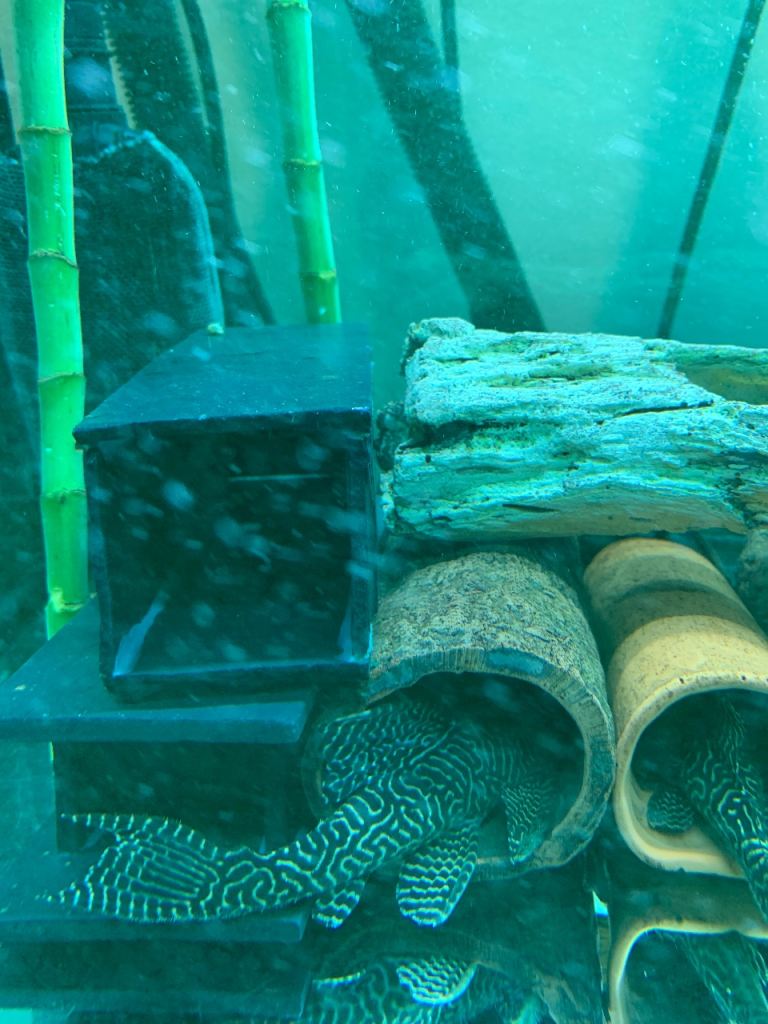 L333 King Tiger Pleco (Hypancistrus sp.) / Live Fish / Fish Tank / Aquarium / Deal for All 12x 