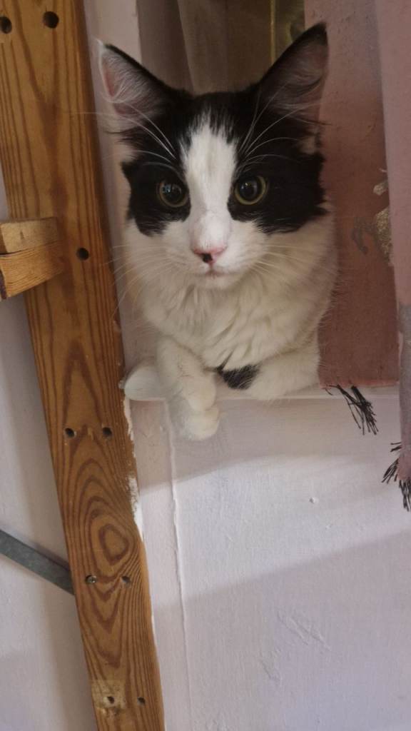 Kitten for rehomeing 