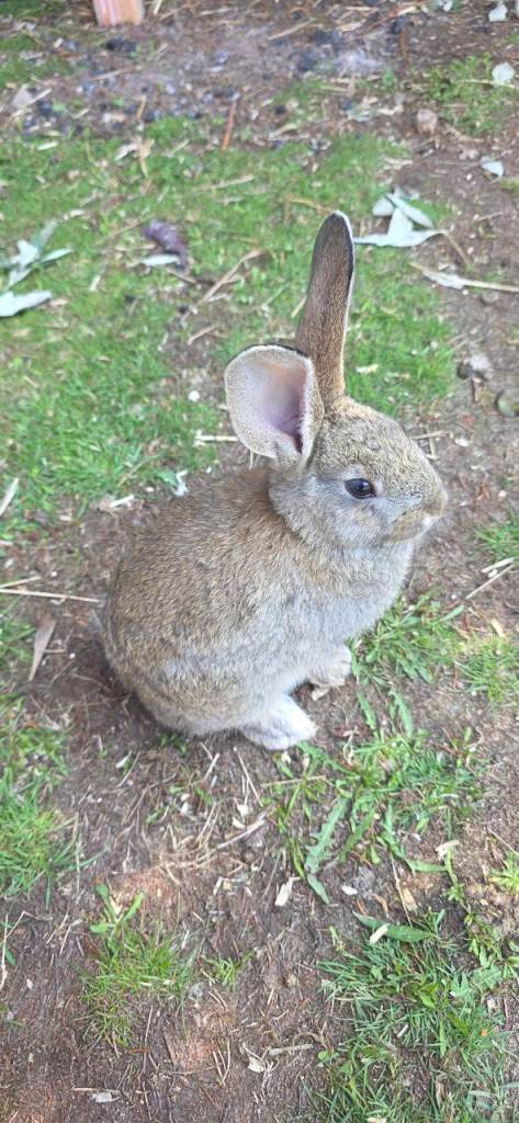 Wonderful female rabbits