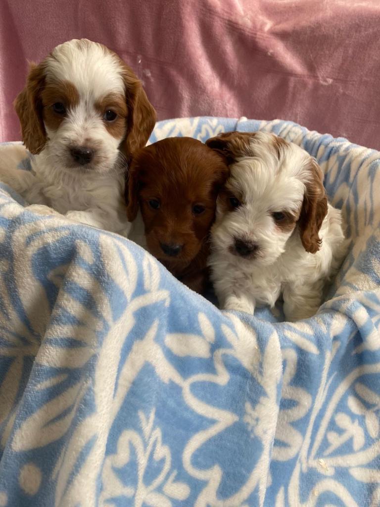 Cavapoo puppies 