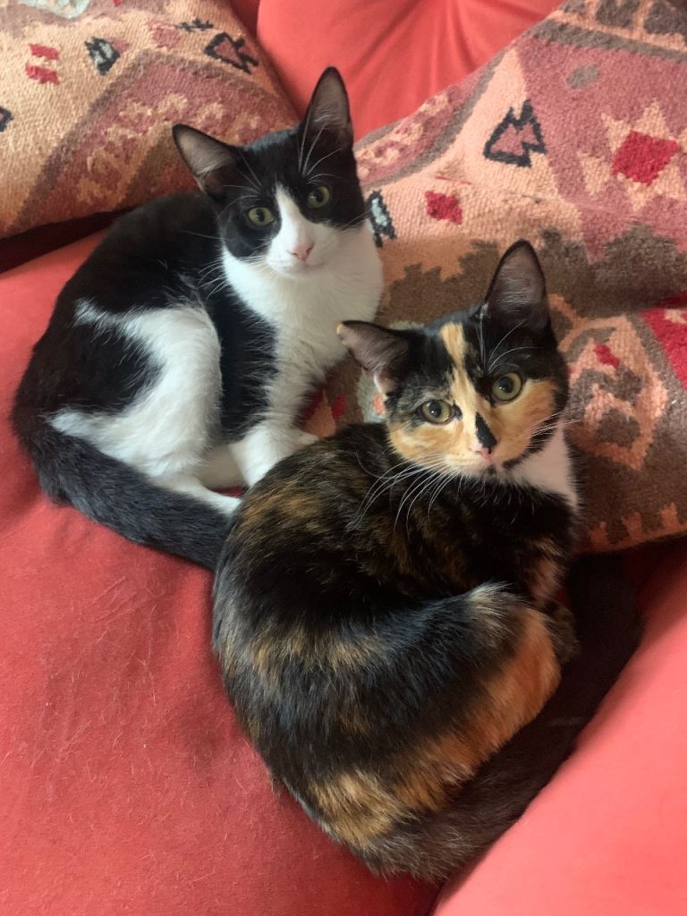 Daphne and Boysey 5 month old kittens 