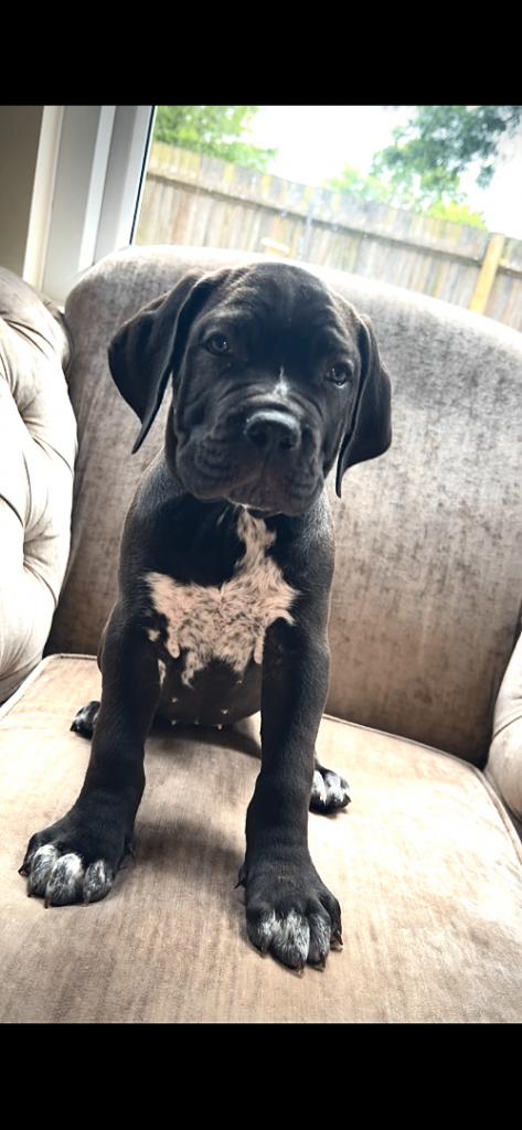 Beautiful cane corso puppies ready to leave home!!!
