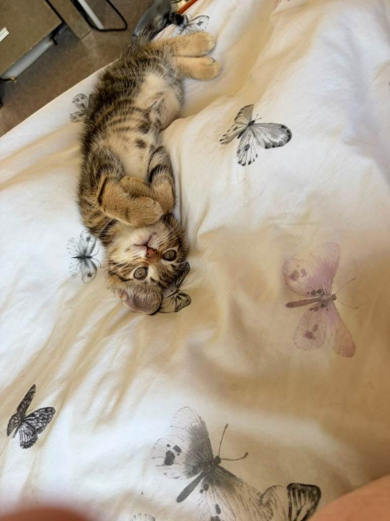 12 week female kitten 