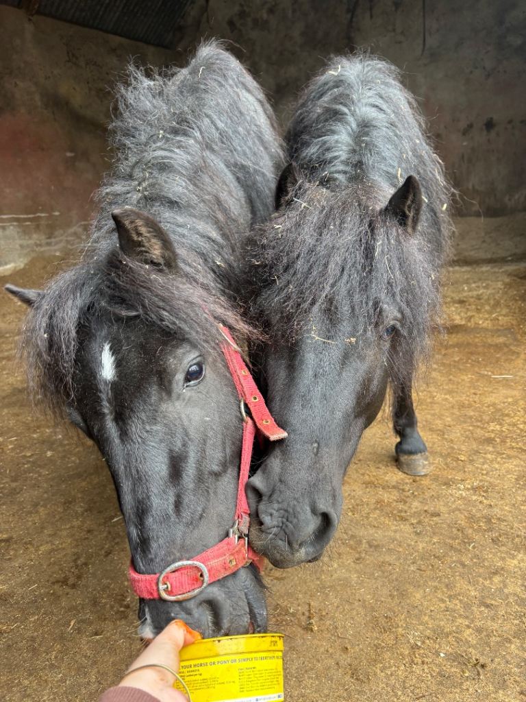 2 stunning black ponies for sale 