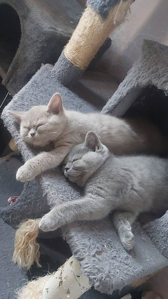 British short hair kittens 