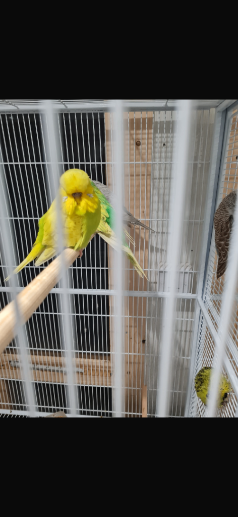 Baby Budgies 