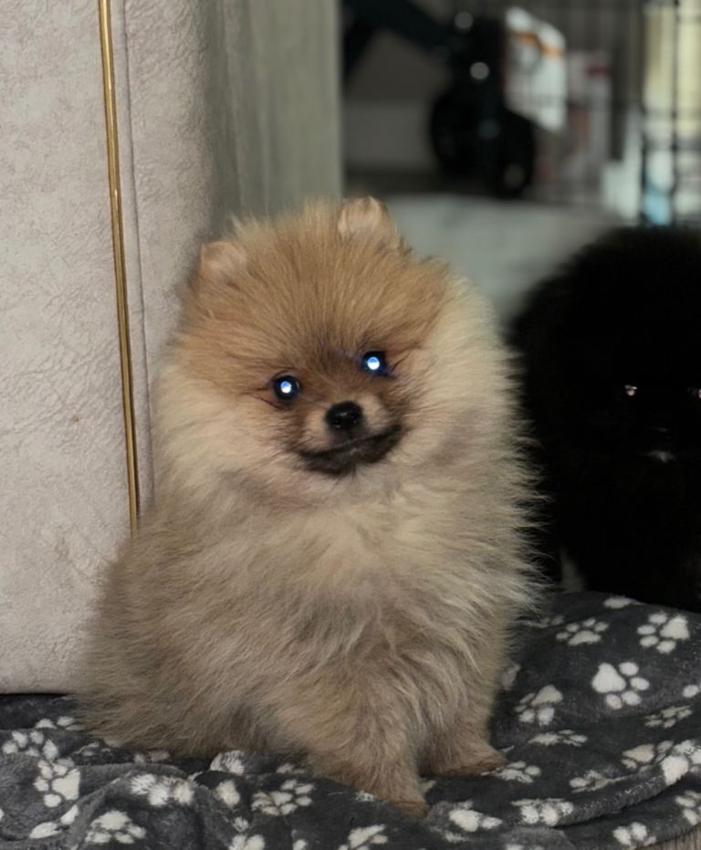Cream/tan male Pomeranian 