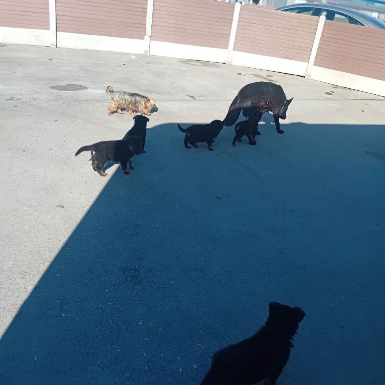 German shepherd pups 