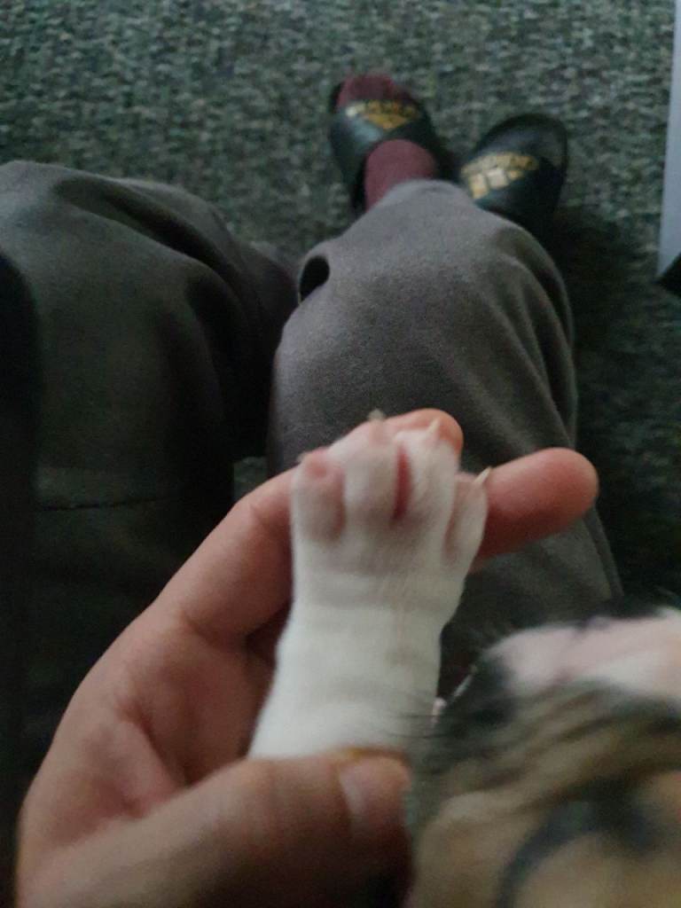 Staffy cross pocket bully 