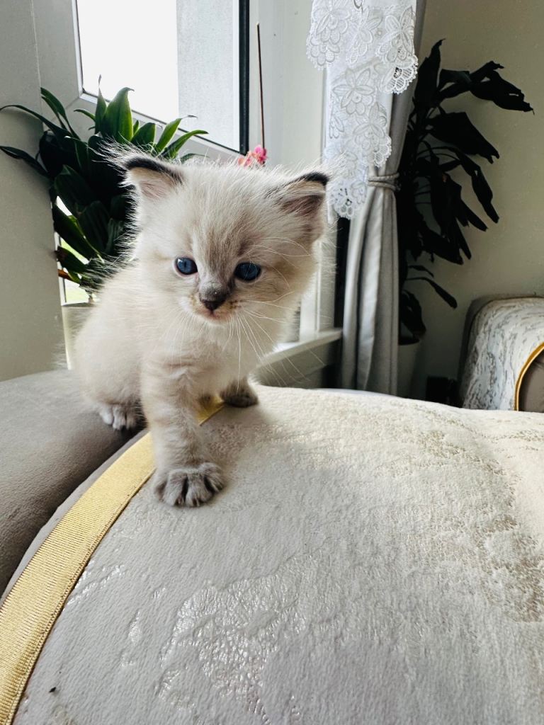 Stunning Ragdoll Blue Point Kittens with Gorgeous Blue Eyes ✨