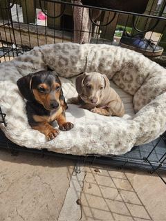 10 week old male Dachshunds being sold as a pair.