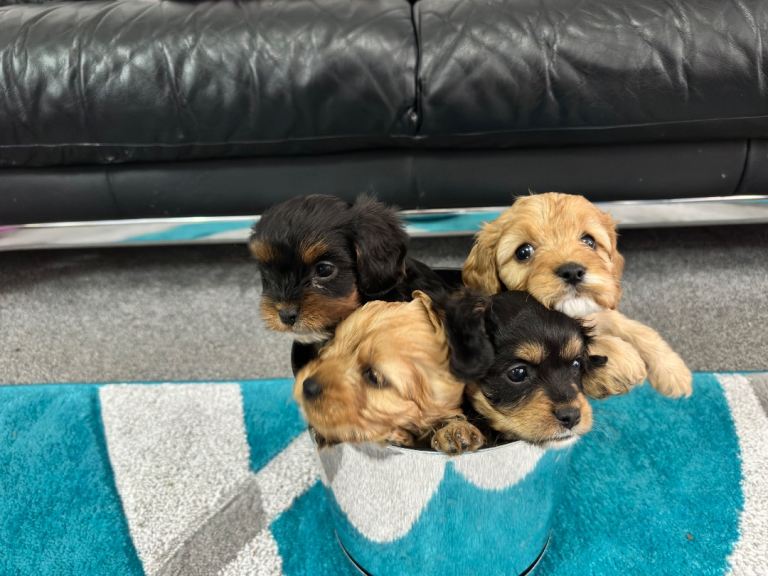 Gorgeous Cavapoo puppies