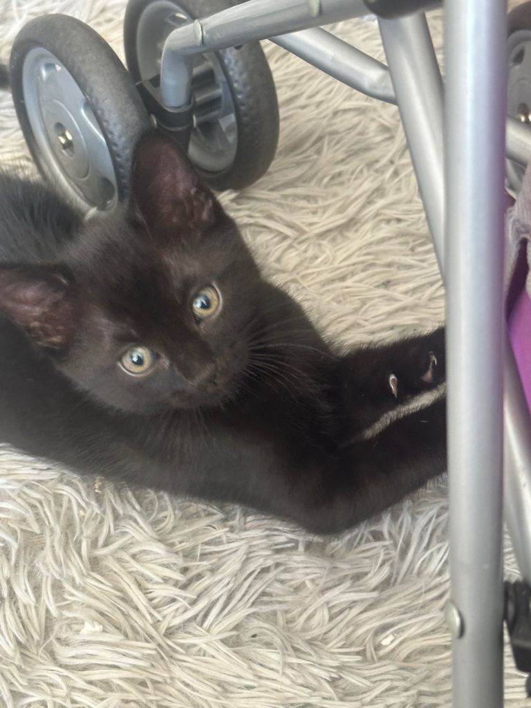 Kittens 