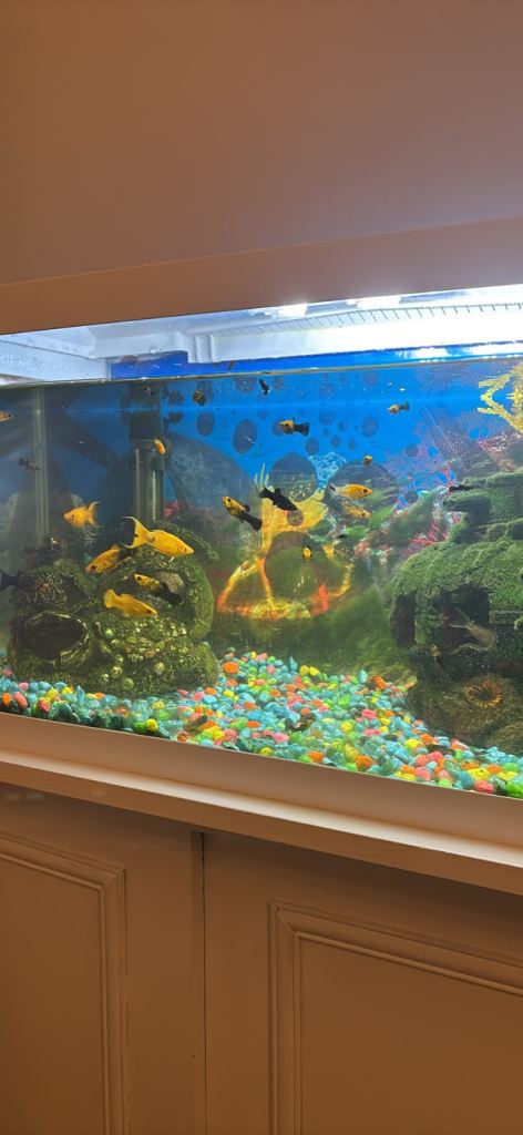 Tropical fish and aquarium tank
