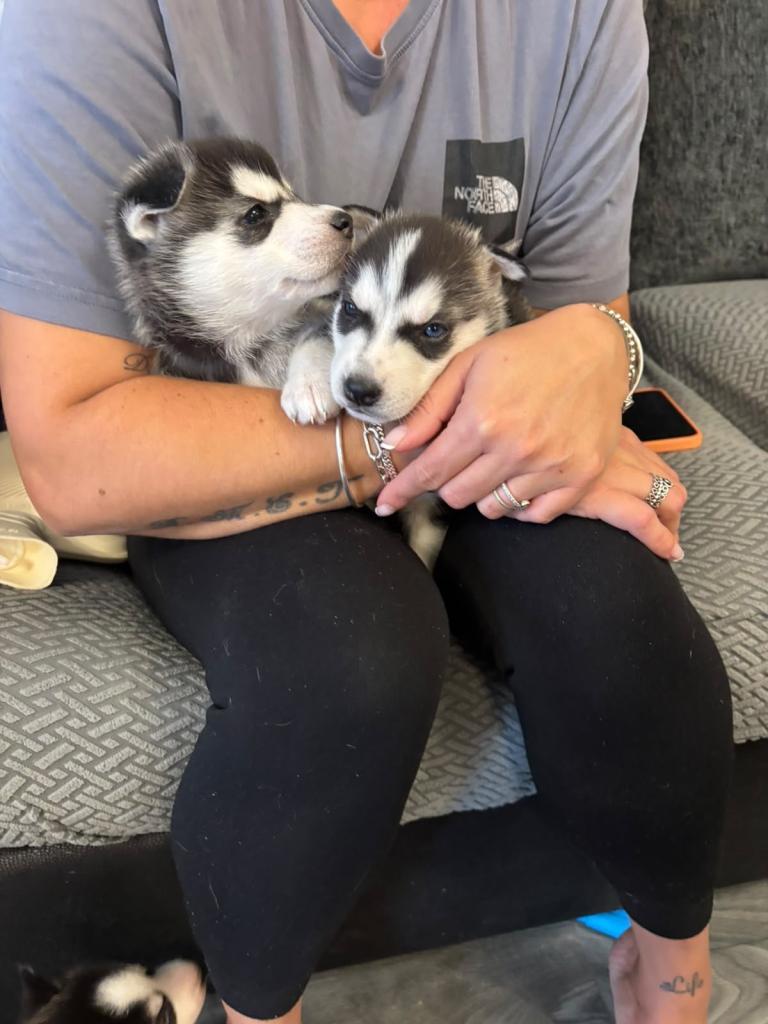 Husky puppy’s 