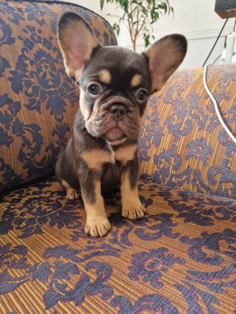 French bulldogs puppies