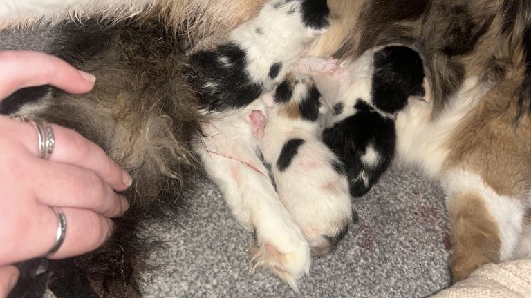 Beautiful kittens for sale