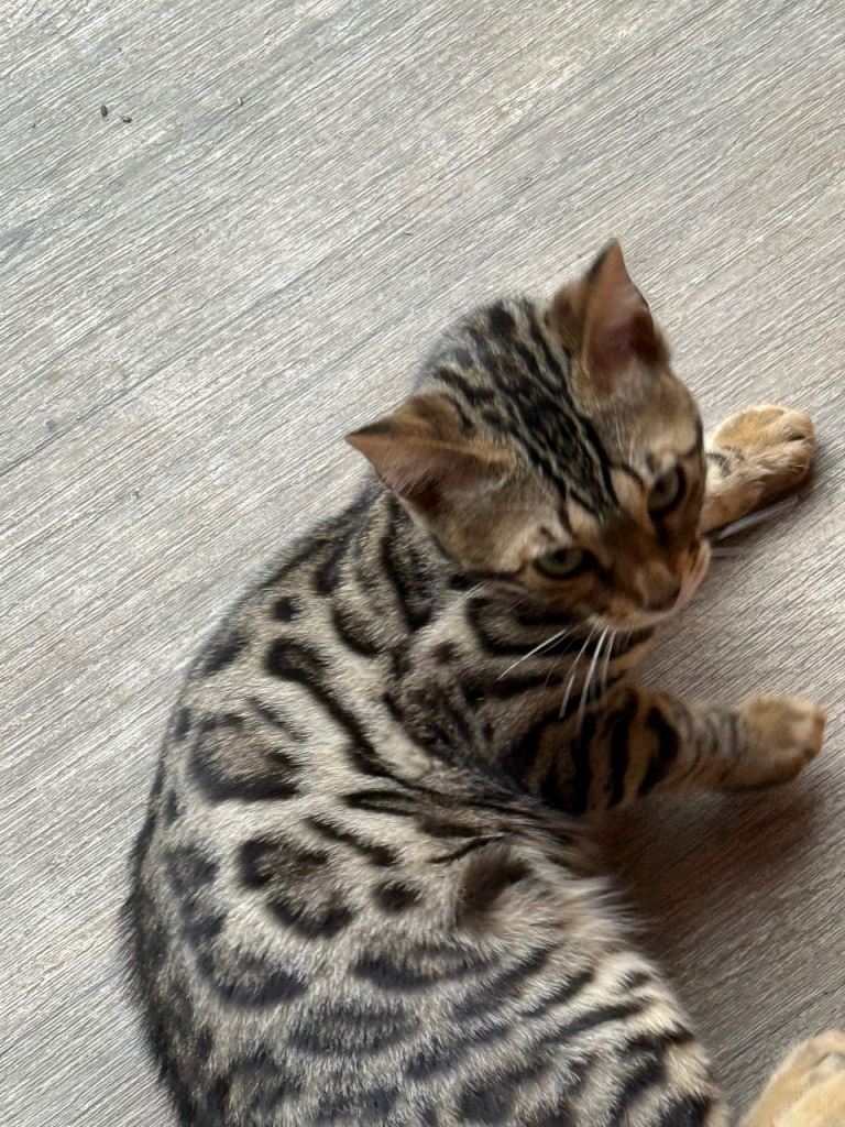 Bengal 5 mth old female 
