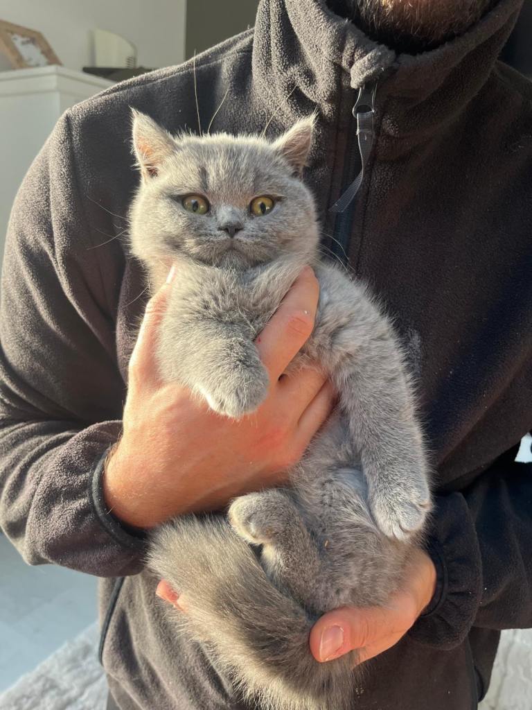 British Shorthair Pure Breed Kittens
