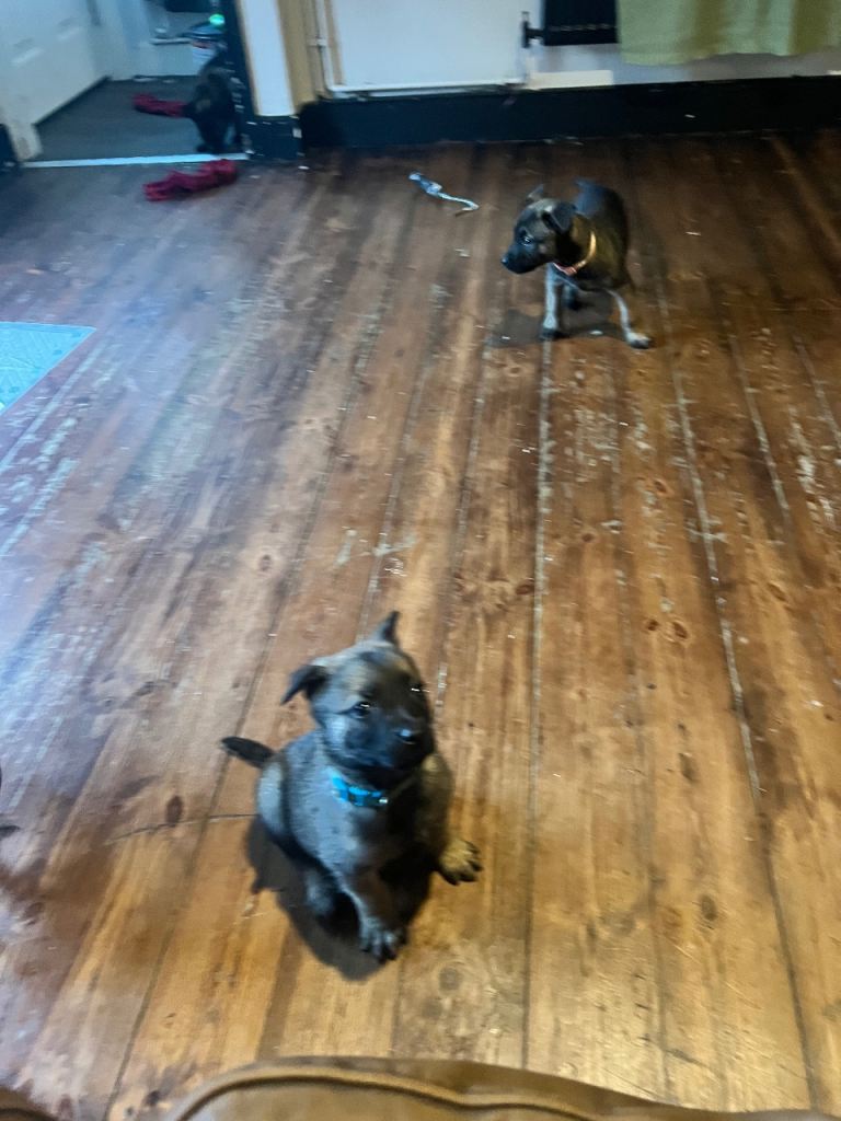 Belgium Mali x shepherd 