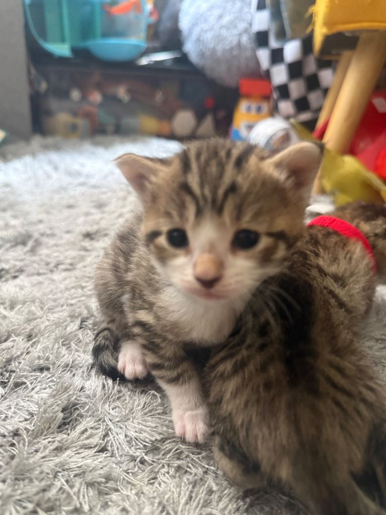 Maine Coon Cross 