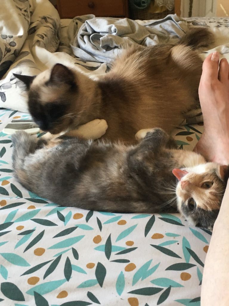 Half Ragdoll kittens