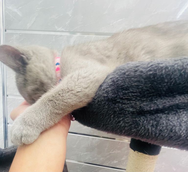 LAST RARE Fawn Lilac British Shorthair Kitten 10 Weeks Old!