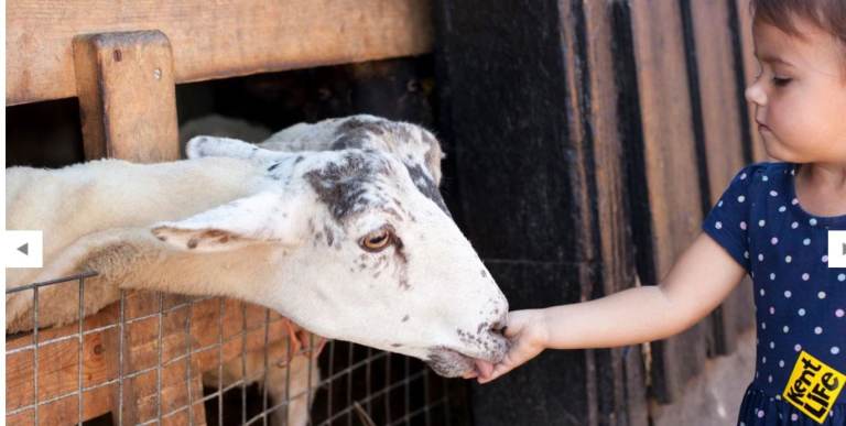 Kent Life - Heritage Farm Park