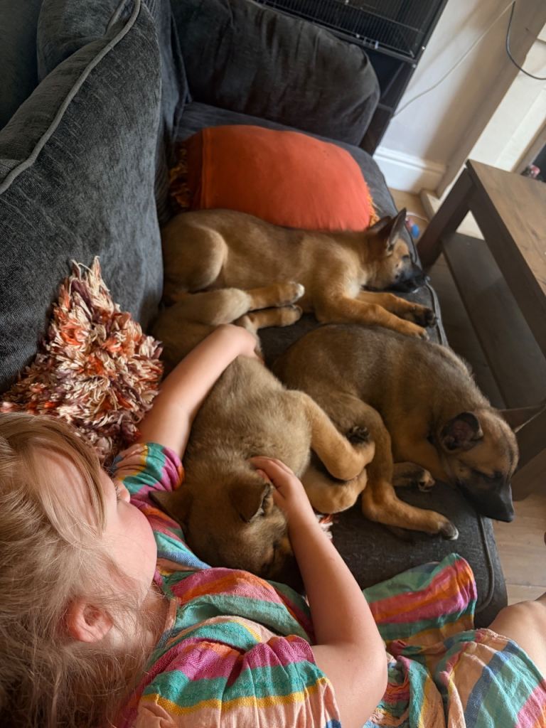 3 female Belgian Malinois puppies 