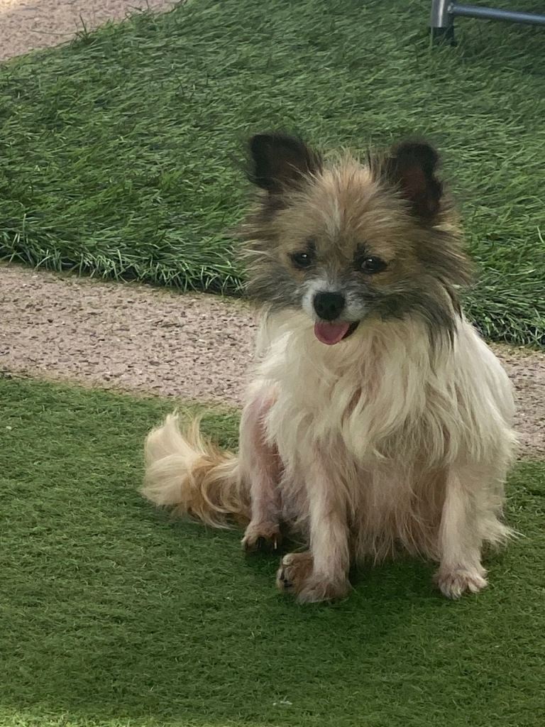 Chihuahua x jack Russell 