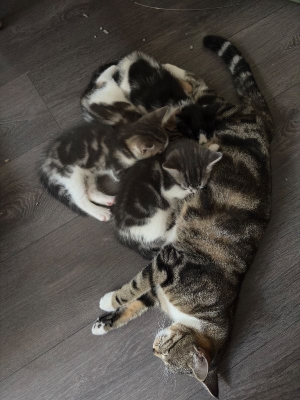 Europian short hair kittens looking for their forever loving homes Luton kittens for sale domestic 