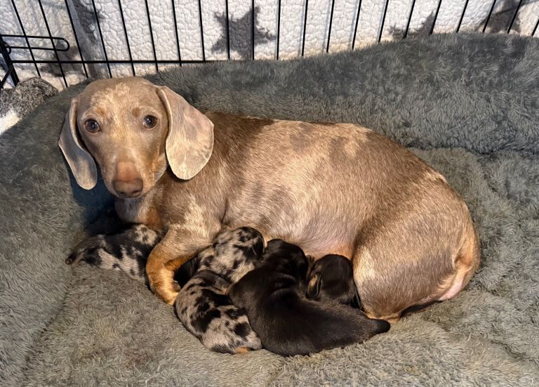 Miniature dachshund puppies