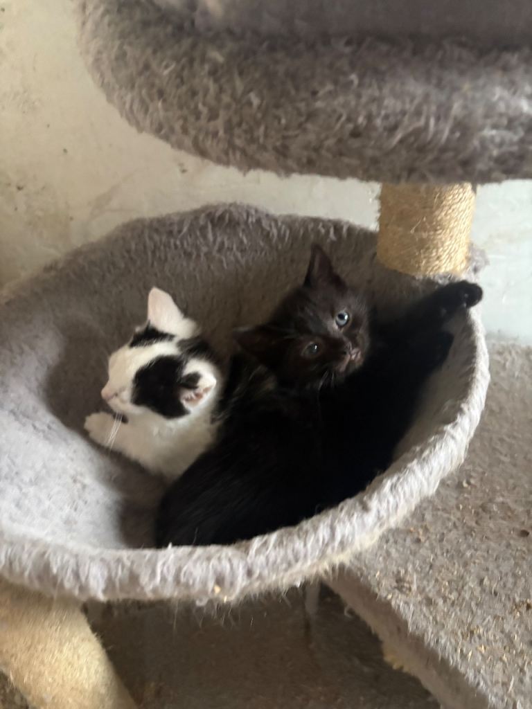 Kitten Ready now!