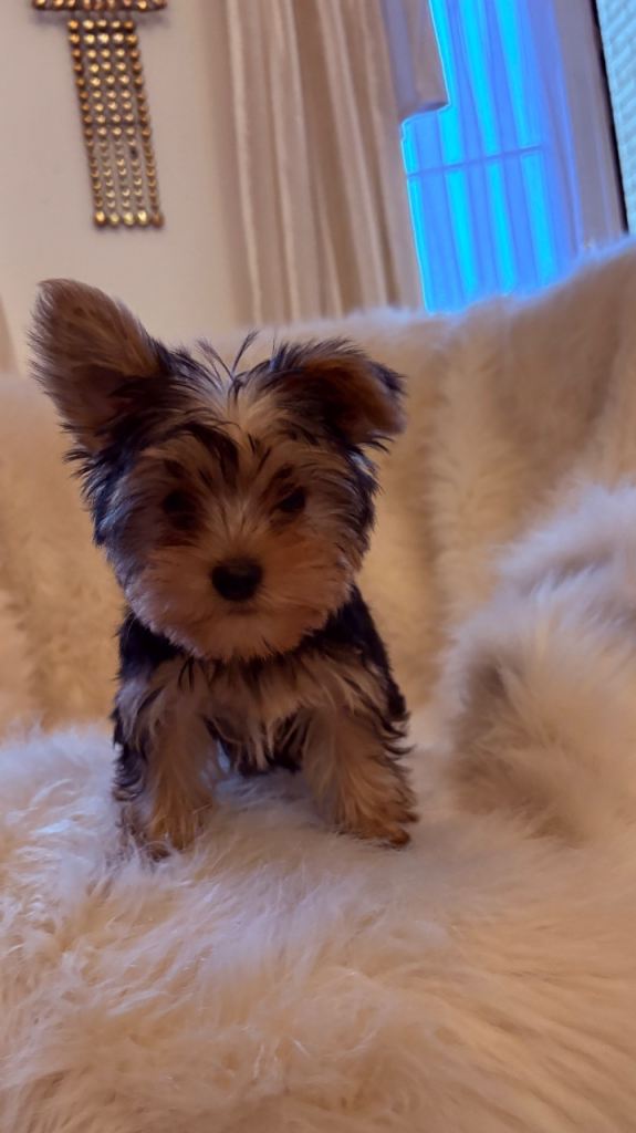 Yorkshire terrier puppies ready now