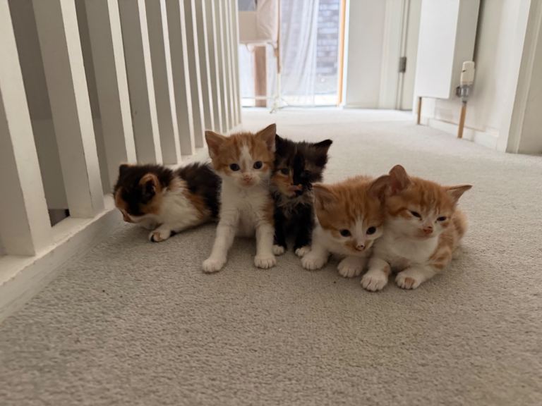 8 week kittens