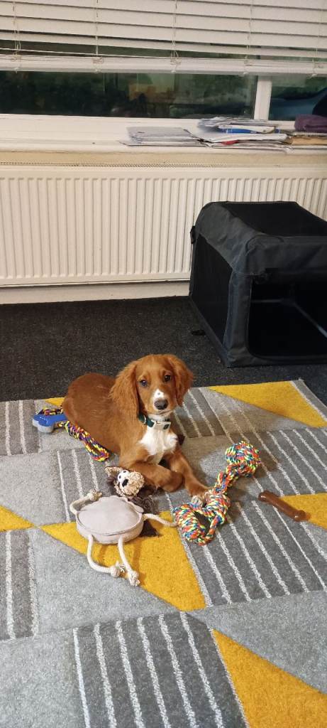 Cocker spaniel 