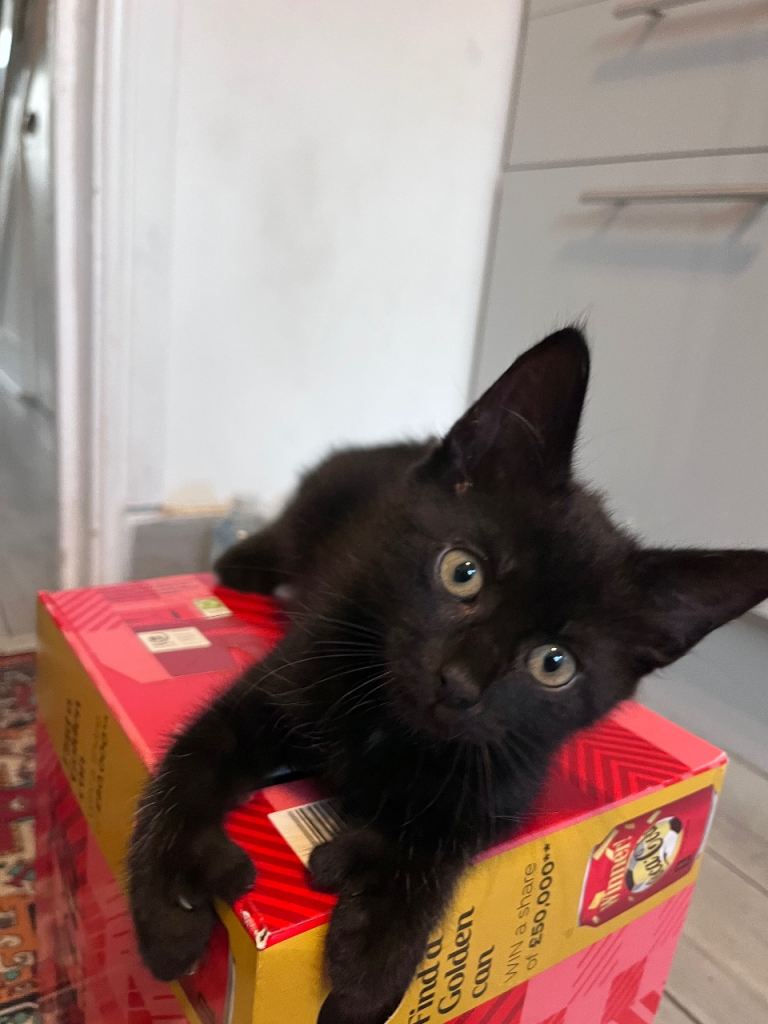 10 week old boy kitten.