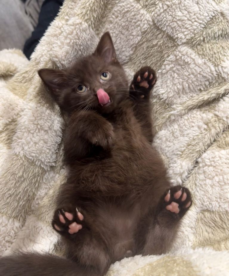 Chocolate British Shorthair 