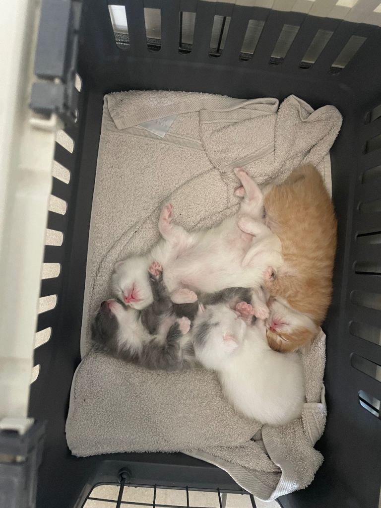 British short hair kittens 