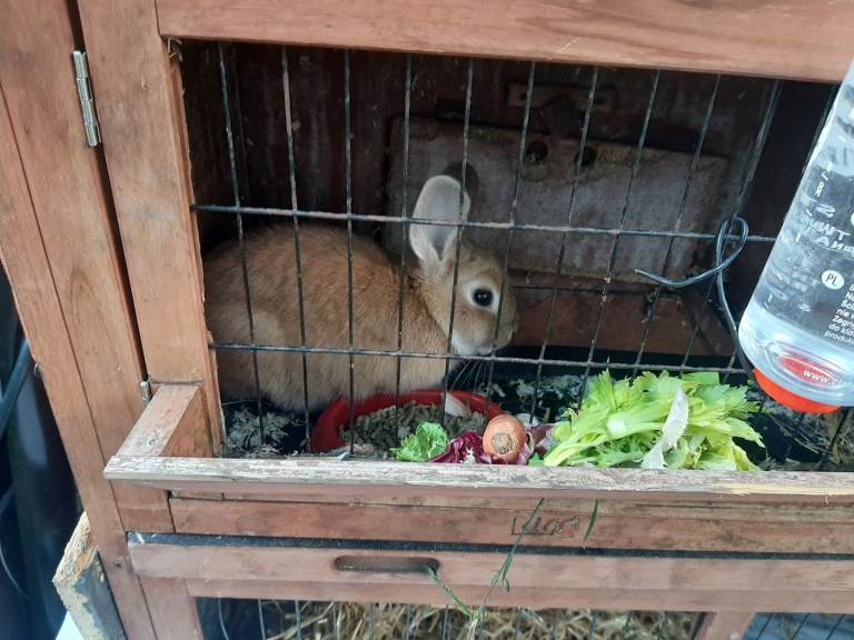 Female rabbit 