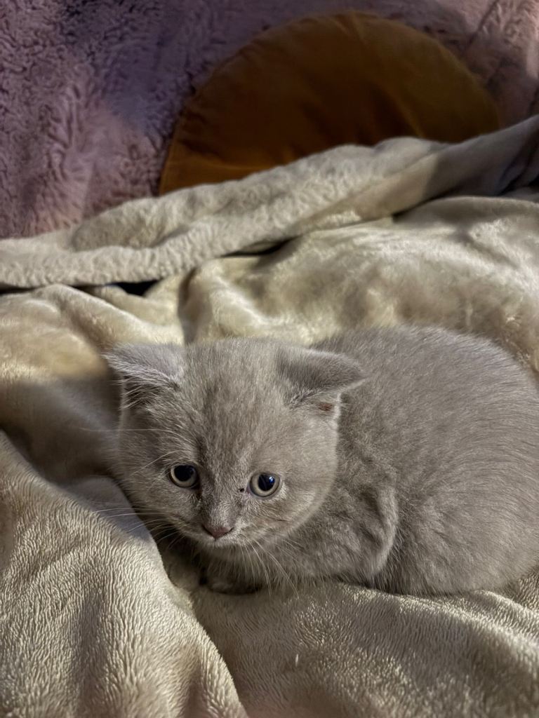 British Shorthair kitten for sale – BOY,8 weeks old