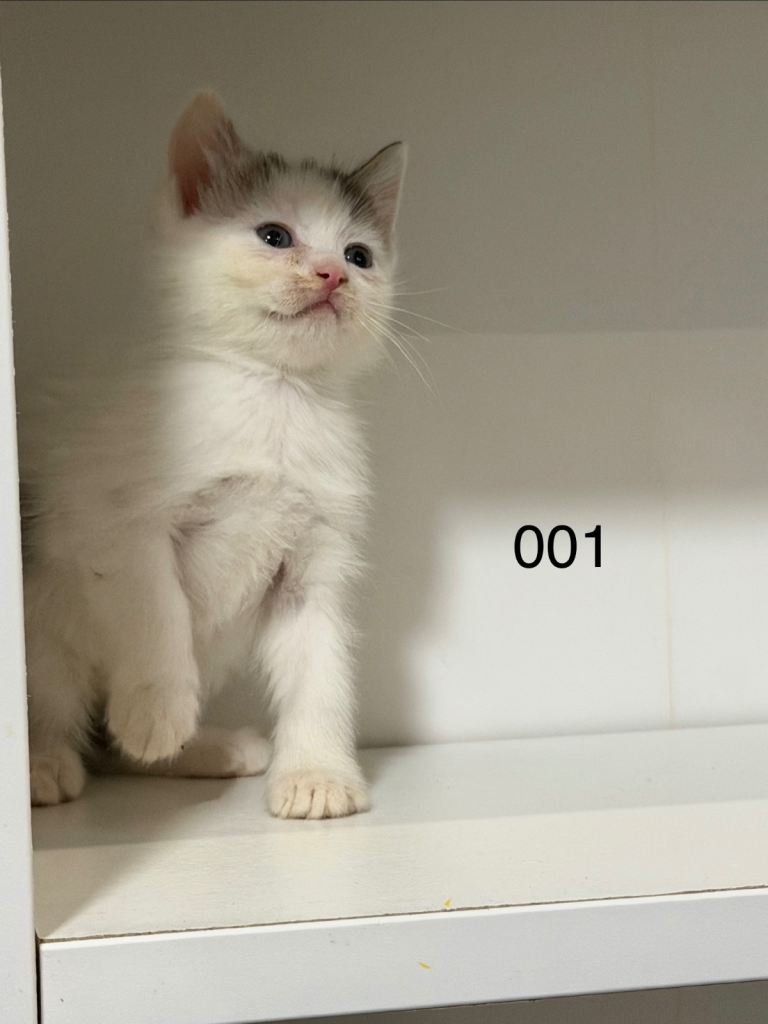 6 adorable kittens looking for loving homes