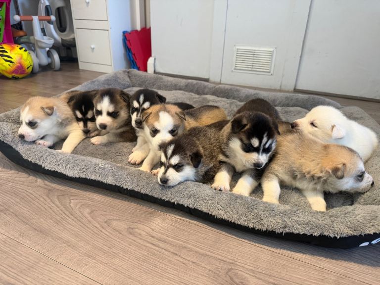 Puppies husky 