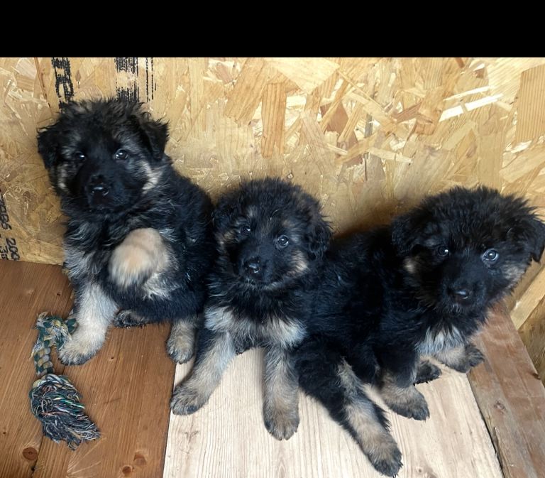 6 German shepherds puppies 