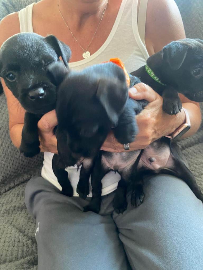 Patterdale terriers