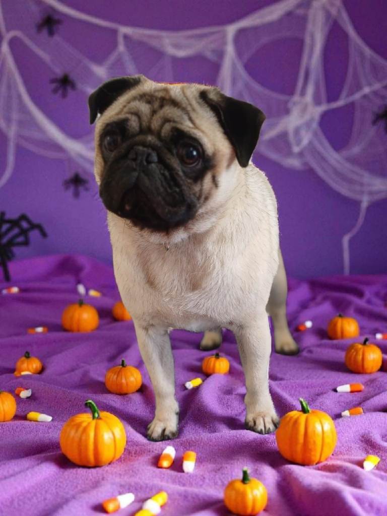 pug for sale 