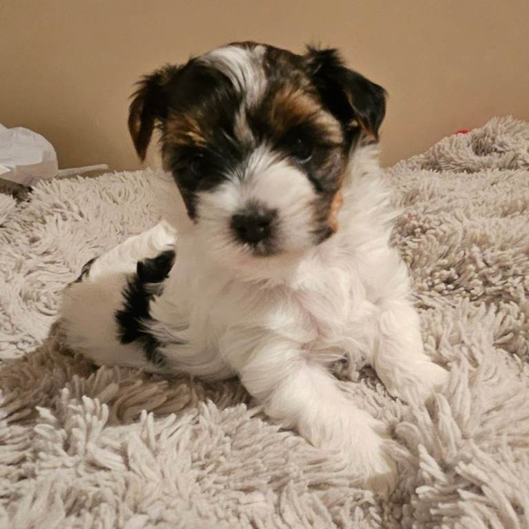 A female Yorkshire Terrier (Biewer) is looking for a home