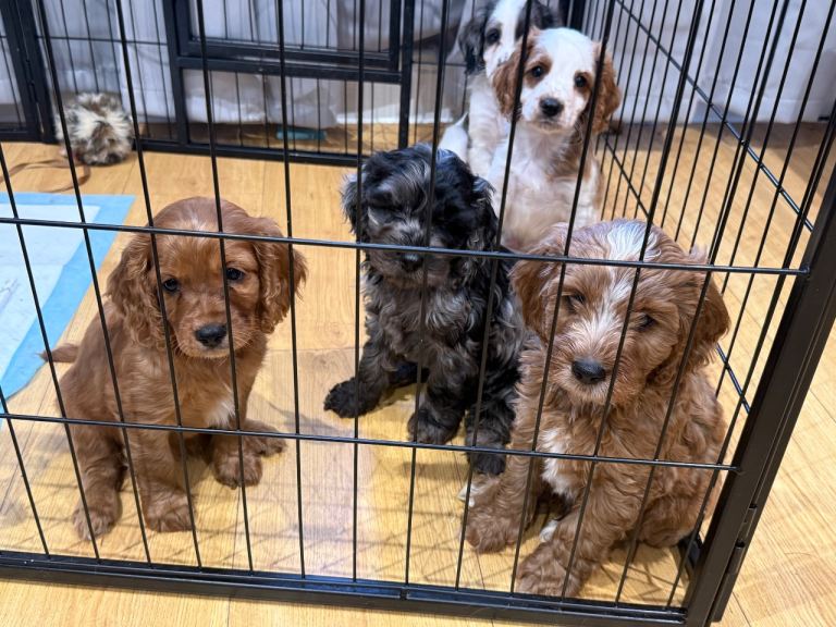 Cavapoo Puppies READY NOW