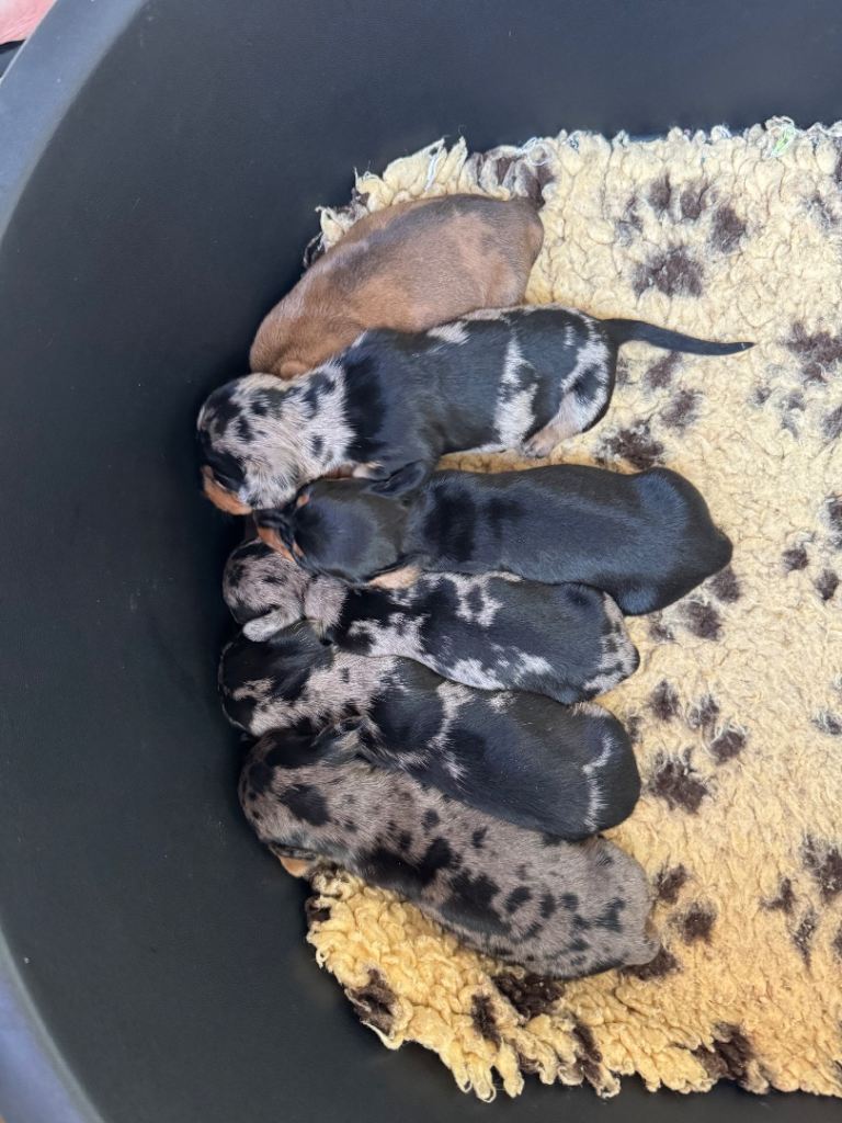 IKC miniature dachshunds