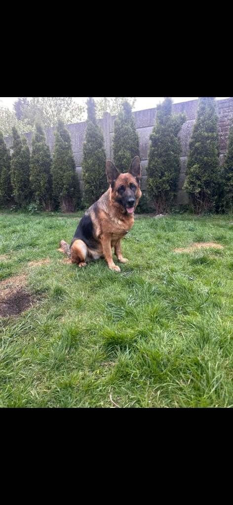 German shepherd female KC